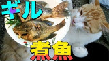 钓鱼+喂喵星人+烹饪【三合一】